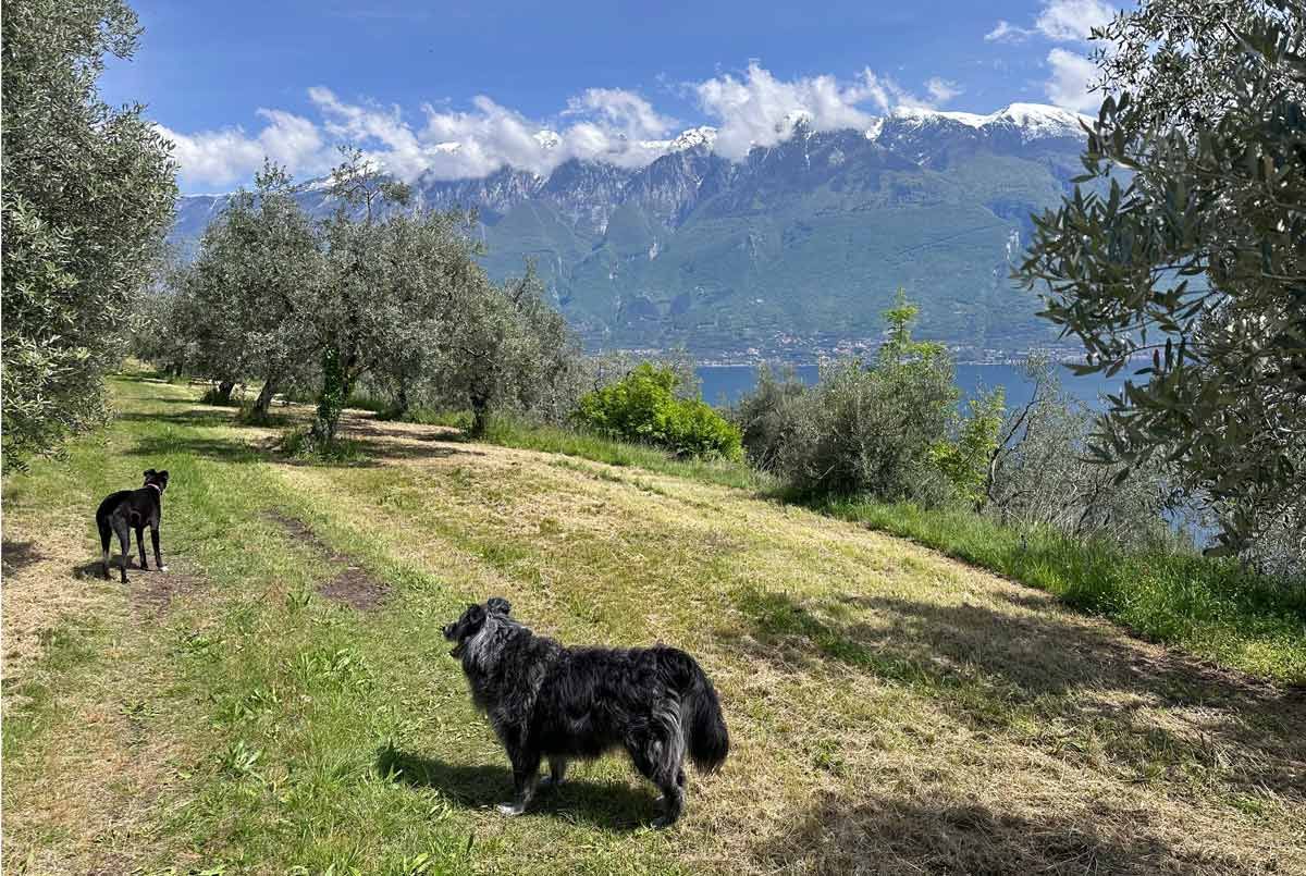 Wohnanlage Vistalago Gardasee